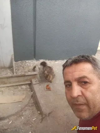 Sokak hayvanı besleme: İşyerinde kediler var aşçıyım düzenli yemeklerini veririm
