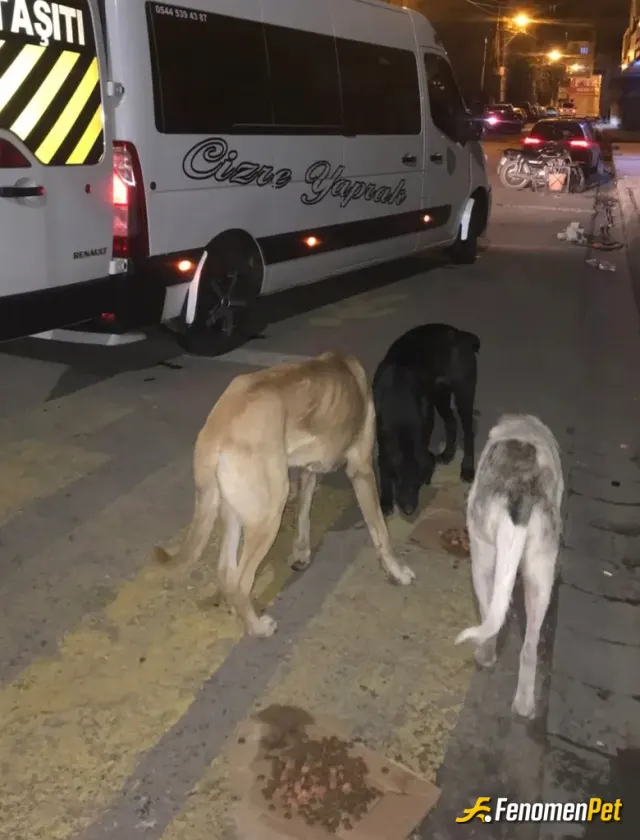 Sokak hayvanı besleme: Cizrede sokak hayvanları