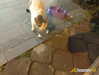 Sokak hayvanı besleme: Kuşadası