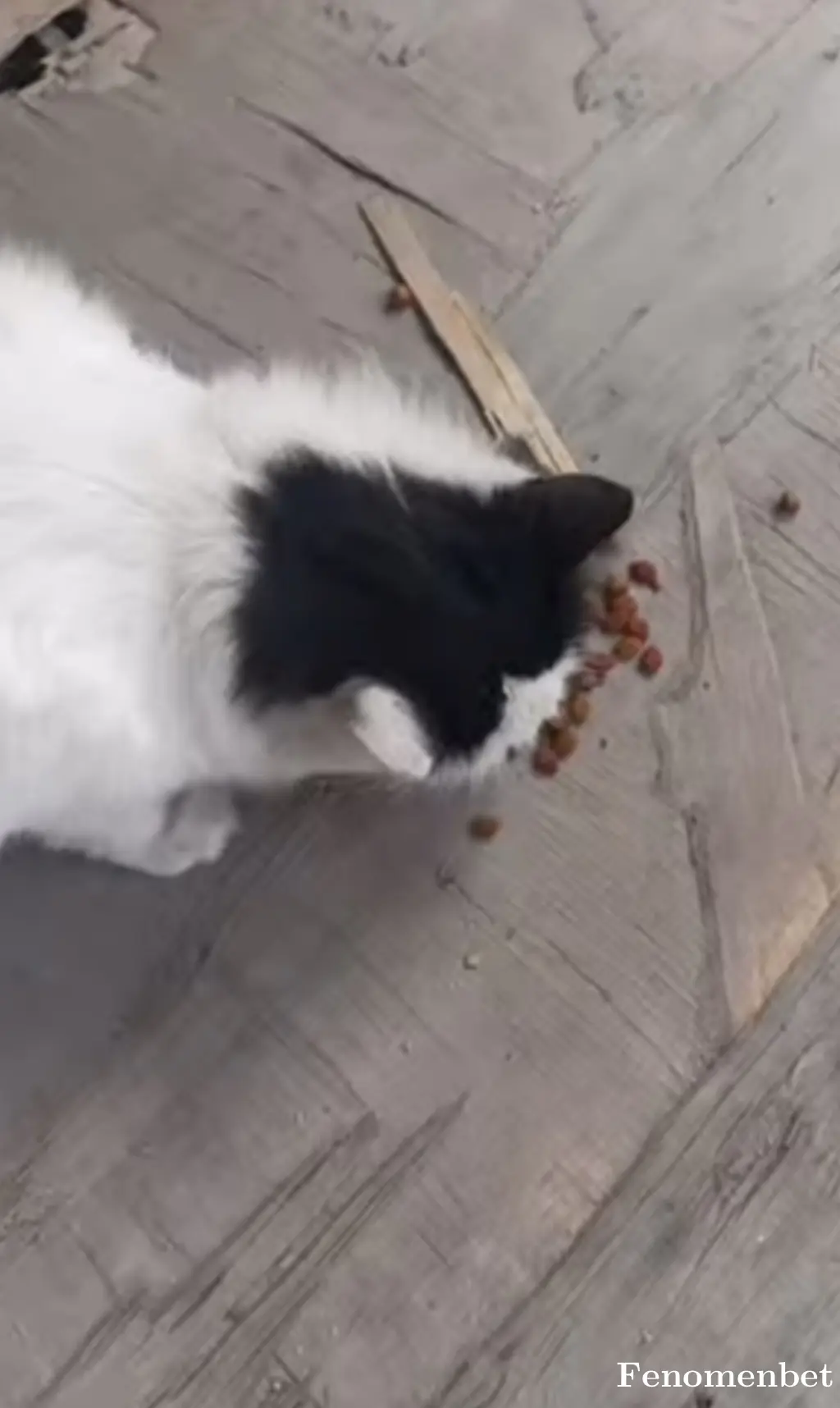 Show0809 tarafından paylaşılan fotoğraf