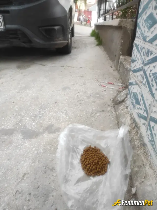 Sokak hayvanı besleme: Çok güzel taktır ediyorum