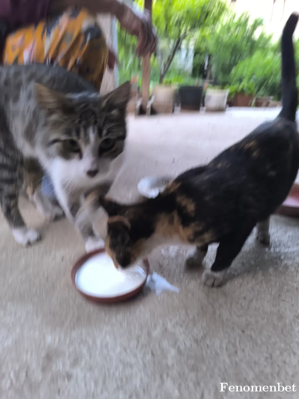 Gulyorg tarafından paylaşılan fotoğraf