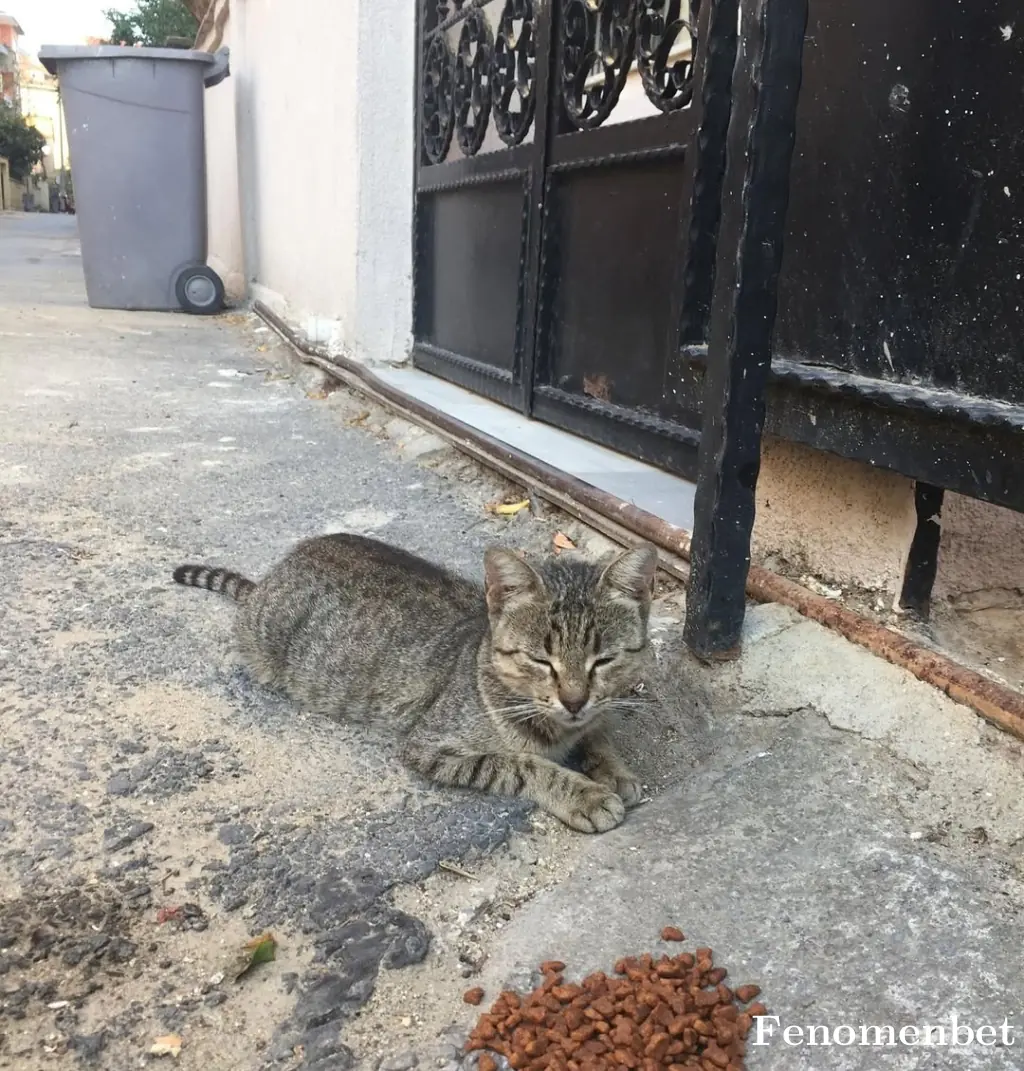 guvensimsek  tarafından paylaşılan fotoğraf