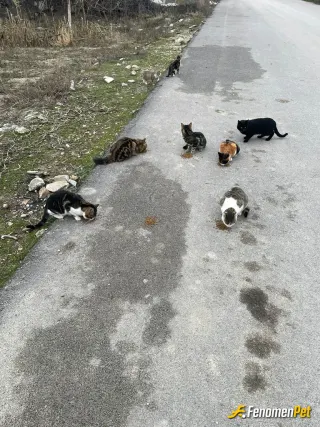 Sokak hayvanı besleme: evimin önündeki kediler