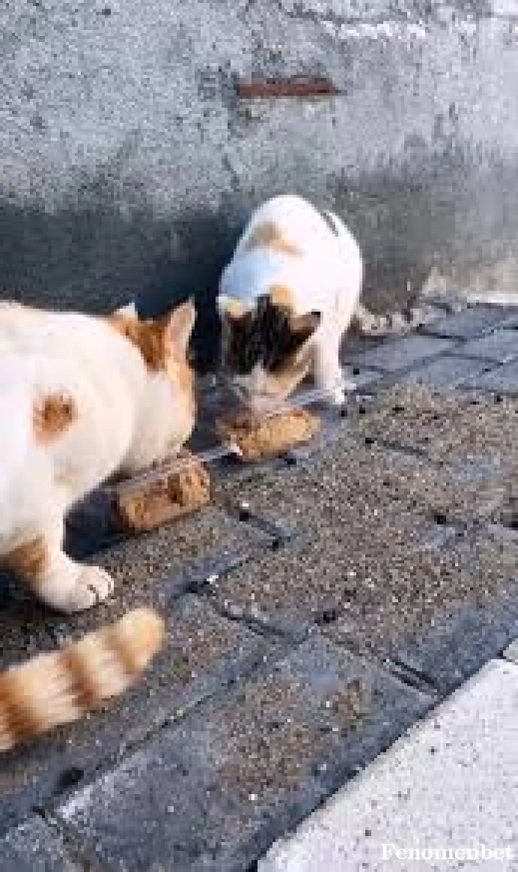 Yunusyus7 tarafından paylaşılan fotoğraf