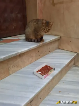 Sokak hayvanı besleme: Afiyet olsun.