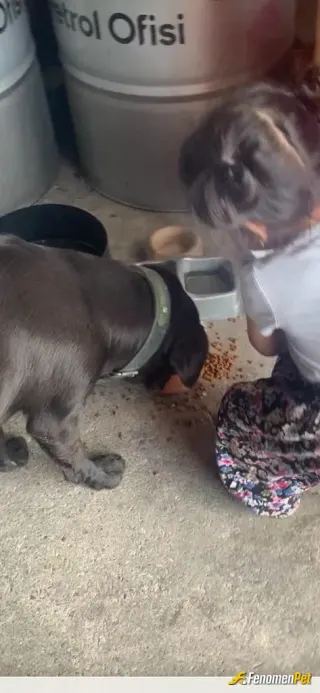 Sokak hayvanı besleme: Bursa'da yaşıyoruz fotoğrafta görmüş olduğunuz köpek yeni doğum yapmıştı sürekli dükkanımızın önünde mama ve s