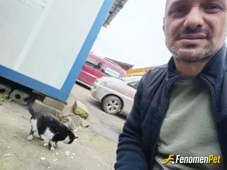 Sokak hayvanı besleme: Kendi kedilerim var ayrıca çevredeki köpekler ve kediler için elinizden geldiğince yemek veriyoruz