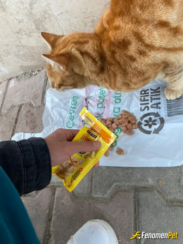 Sokak hayvanı besleme: Param olduğu sürece ben hep bu dilsiz hayvanlara yardım ediyorum hep umarım herkes bizim gibidir İylik sevenle