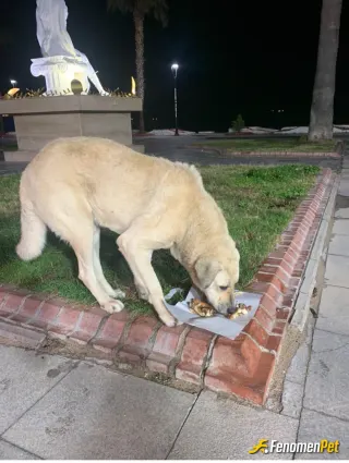 Sokak hayvanı besleme: Didimde gece cok acti pesime takildi kokorec yedirdim