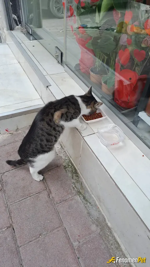 Sokak hayvanı besleme: Dükkanın önüne mama koydum bekledim  yarım saat sürmedi gelmesi 😁