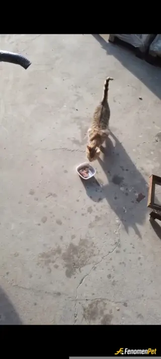 Sokak hayvanı besleme: İş yerinin etrafındaki kedilerle öğlen yemeğimizi paylaştık.... 

🐈🐈‍⬛