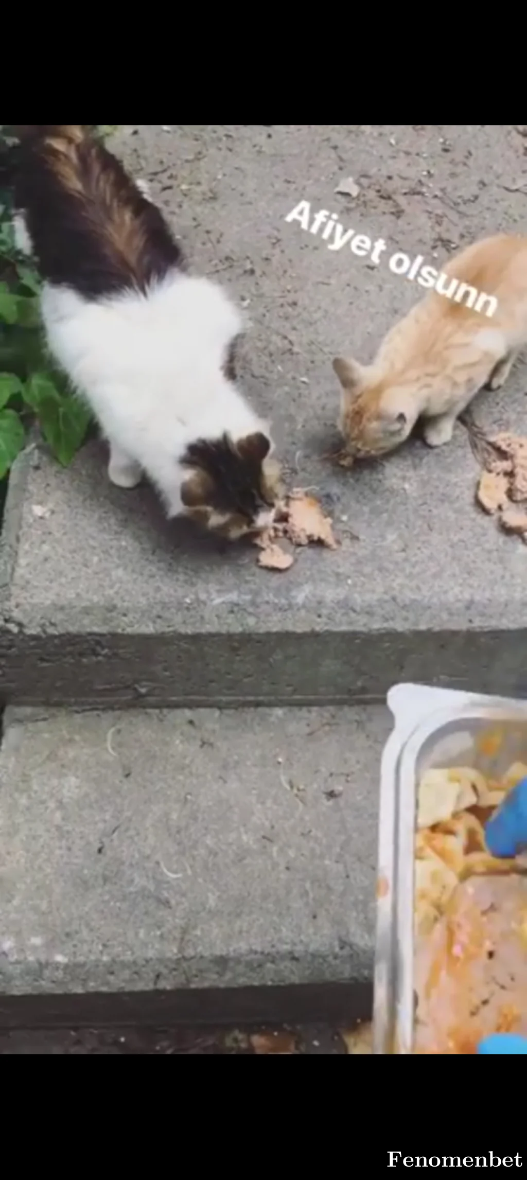 todiess tarafından paylaşılan fotoğraf