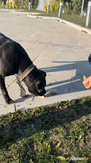 Sokak hayvanı besleme: Köpekleri çok seviyorum fenomen bet