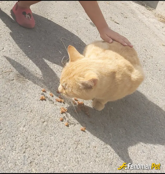 Sokak hayvanı besleme: Bebişimlee besledikk 💜