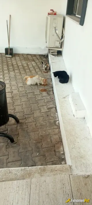 Sokak hayvanı besleme: Küçük doslarim..