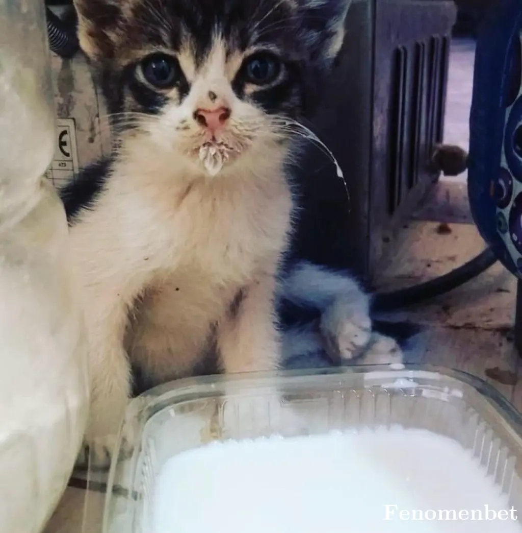 Cag12345 tarafından paylaşılan fotoğraf