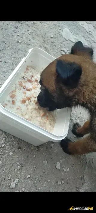 Sokak hayvanı besleme: Sayimizdeki kedi köpek.lere bakiyoruZ