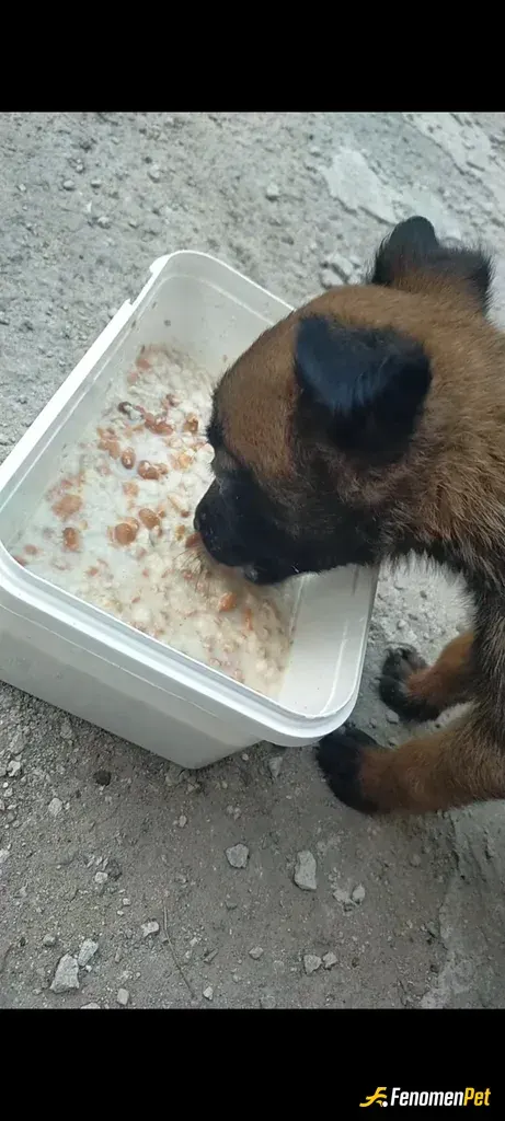 Sokak hayvanı besleme: Sayimizdeki kedi köpek.lere bakiyoruZ