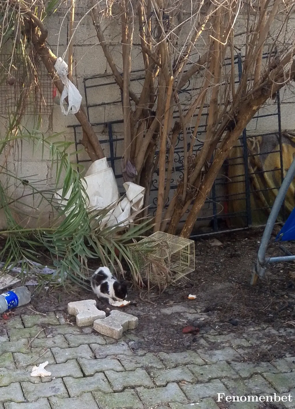 Yerli0079 tarafından paylaşılan fotoğraf