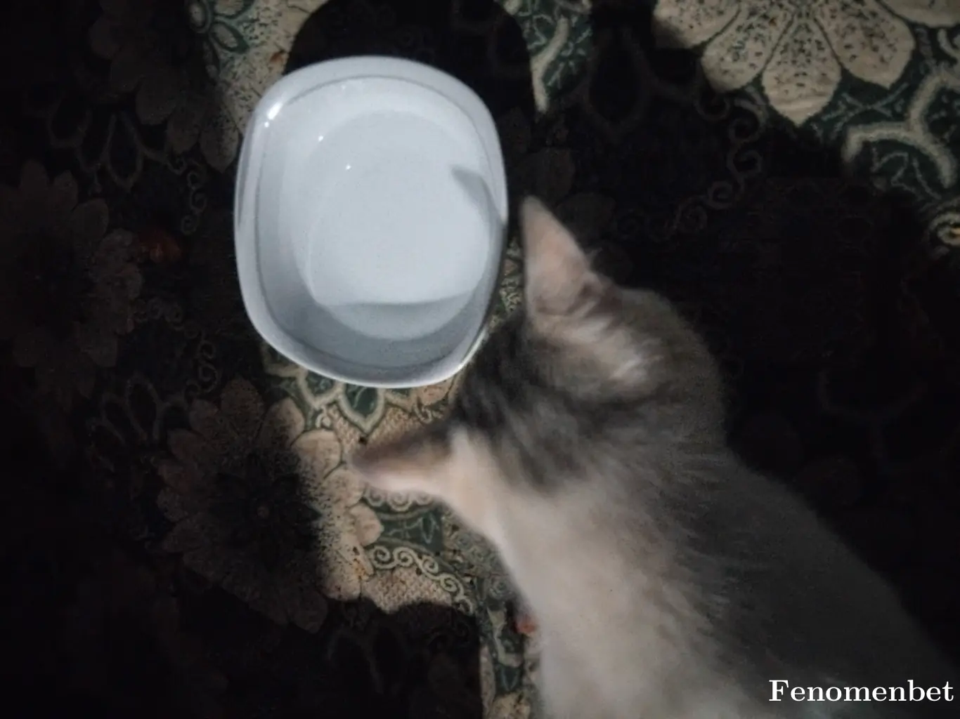 Ddawned tarafından paylaşılan fotoğraf