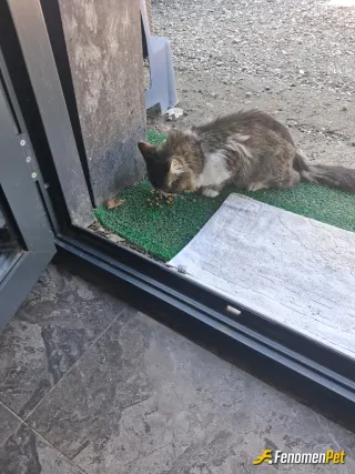 Sokak hayvanı besleme: Pakize Hergün Aynı Saatte Gelir 😀
