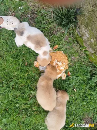Sokak hayvanı besleme: Düzenli olarak sokaktaki patili dostlarımıza yemek bırakıyoruz. Yemekleri atıp ziyan etmek yerine patili dostl