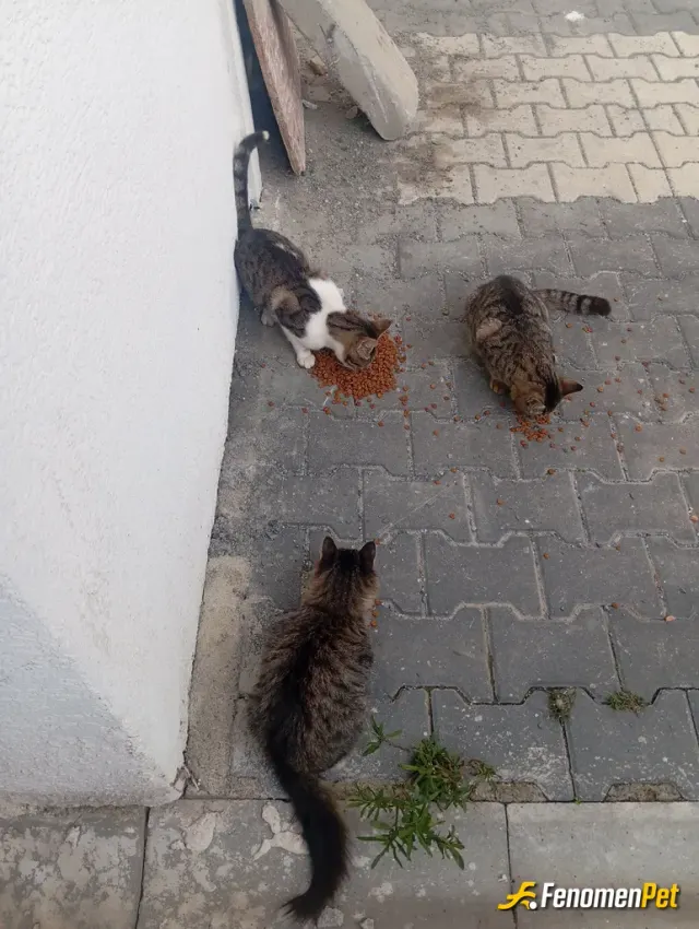 Sokak hayvanı besleme: Her zaman hee daim❤❤