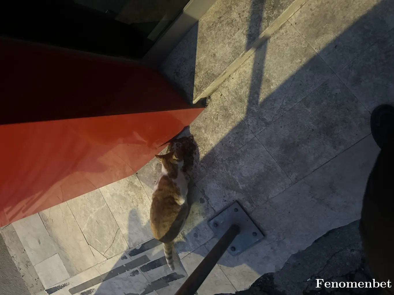 Fallen16 tarafından paylaşılan fotoğraf