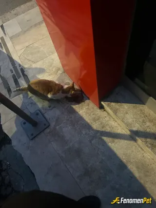 Fallen16 sokak hayvanını beslerken çektiği fotoğraf