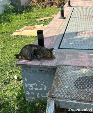 Sokak hayvanı besleme: Acti