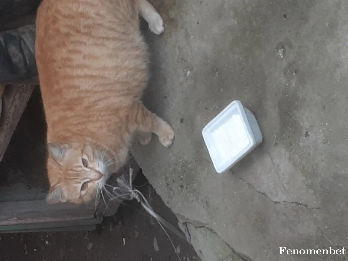 Jinobey22 tarafından paylaşılan fotoğraf