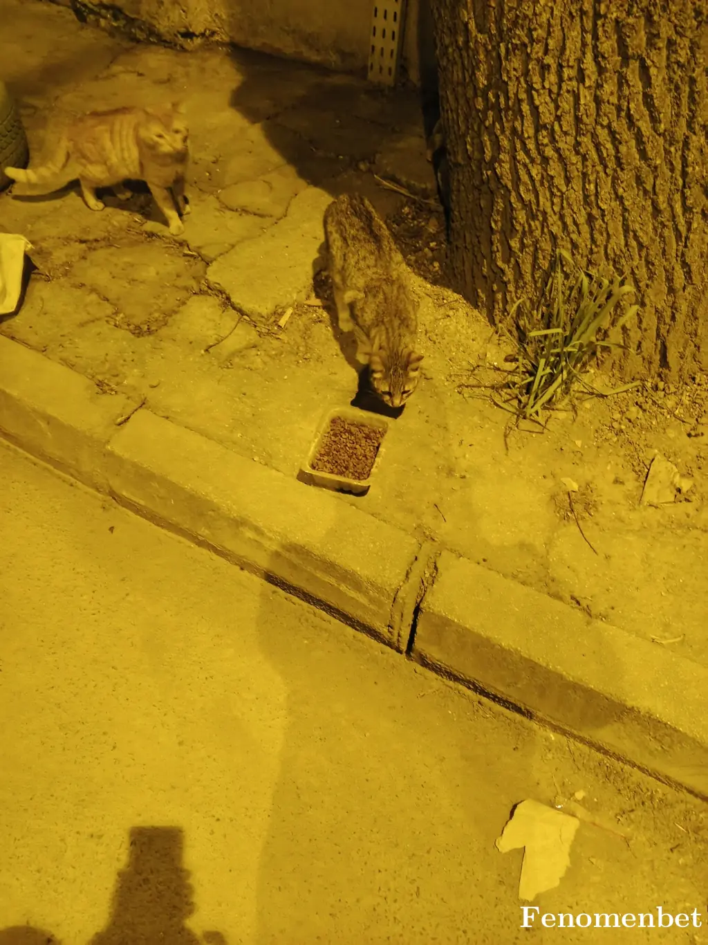 Selahaddin765 tarafından paylaşılan fotoğraf