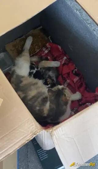 Sokak hayvanı besleme: İş yerimizin kedisi Minnoş hanım 4 tane yavru dünyaya getirdi bakımlarını yapıp mama ve suyunu verdik 4 tane s