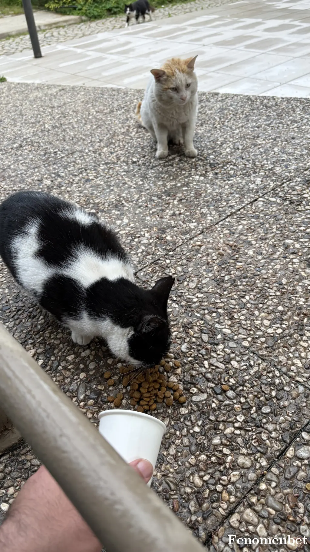 Seyidi tarafından paylaşılan fotoğraf