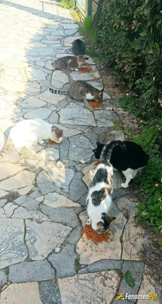Sokak hayvanı besleme: Mama veriyorum canlara