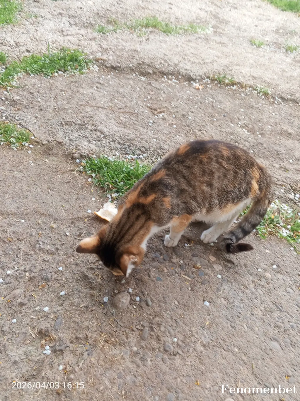 adem202452 tarafından paylaşılan fotoğraf