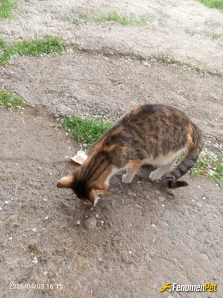 Sokak hayvanı besleme: Elimden bu kadar geliyor sizin desteğinizle daha fazlasını yapmak isterim.