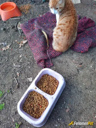 Kehribar7 sokak hayvanını beslerken çektiği fotoğraf