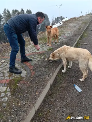 Sokak hayvanı besleme: Hayvanları seviyorum kendi 2 tane köpegim ve 4 kedim var
