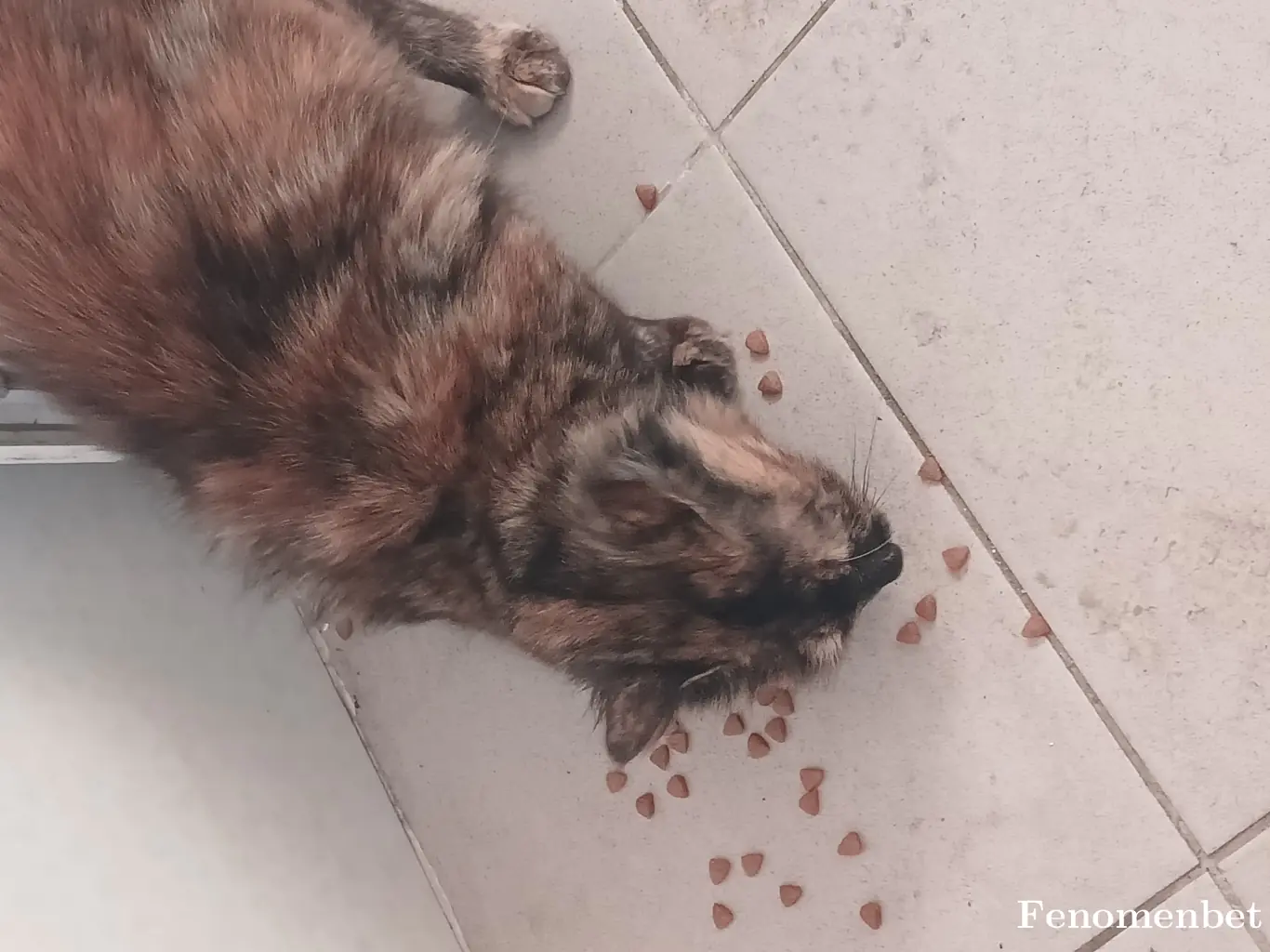 Lucky111 tarafından paylaşılan fotoğraf