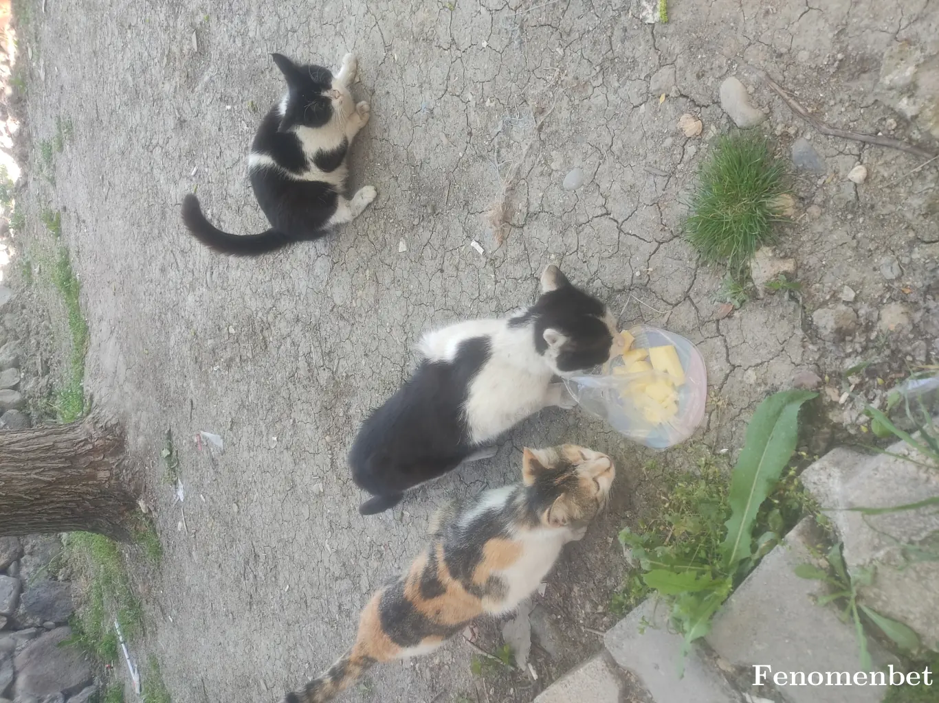 Ozan386 tarafından paylaşılan fotoğraf