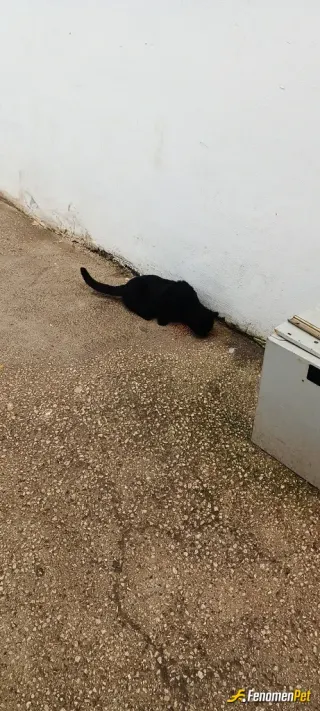 Sokak hayvanı besleme: Kara oğlan gelmiş can ya..