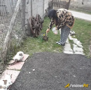 Sokak hayvanı besleme: Onlar canımız