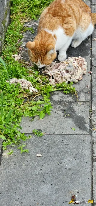 Sokak hayvanı besleme: Her kapının önüne bi kap su bırakmak lazım hayvanlar için