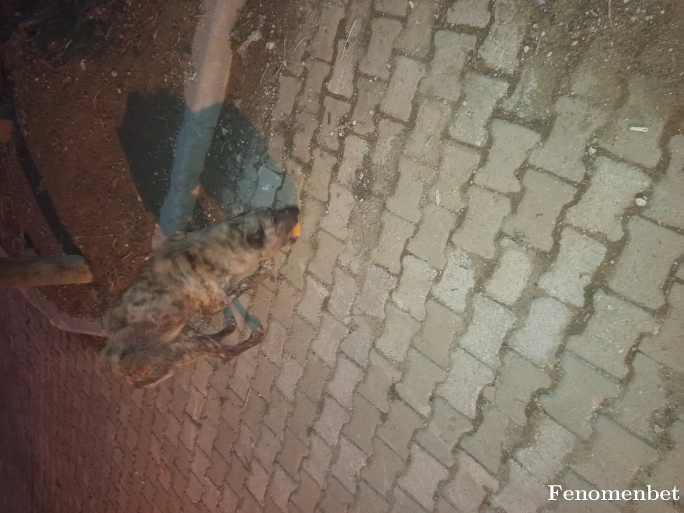 Jardell66 tarafından paylaşılan fotoğraf