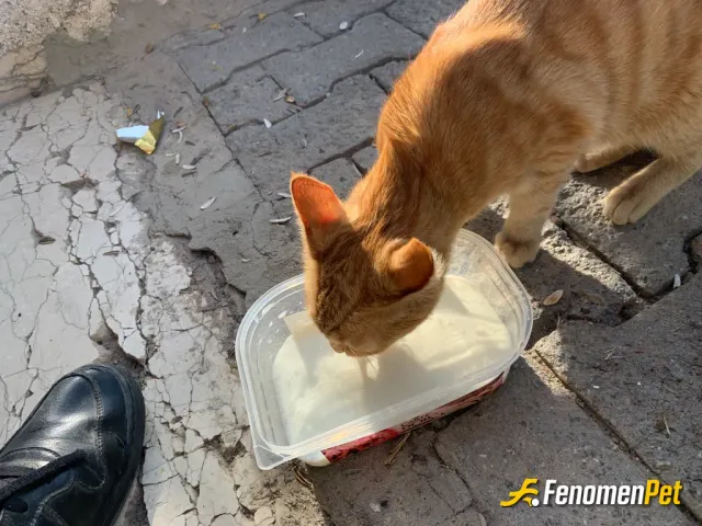 Sokak hayvanı besleme: Fenomenbet pati dostu