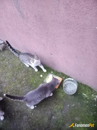 Sokak hayvanı besleme: Onlar için tavuk suyuna haşlanmış makarna yaptım onlar doyunca çok mutlu oluyorum 🥰