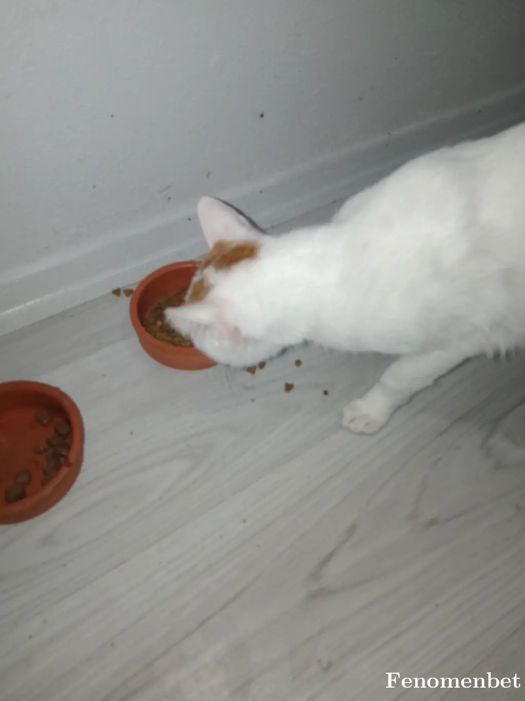 Maho5734 tarafından paylaşılan fotoğraf