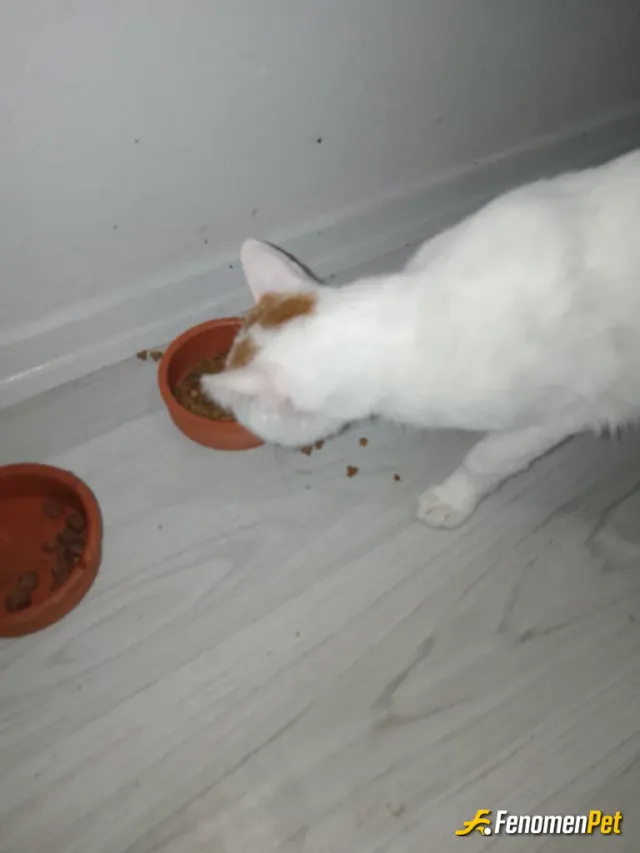 Sokak hayvanı besleme: Merhabalar bugün dışarda bir kedi buldum eve aldım mama ile besliyorum